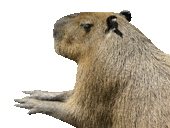 beaver0002.gif